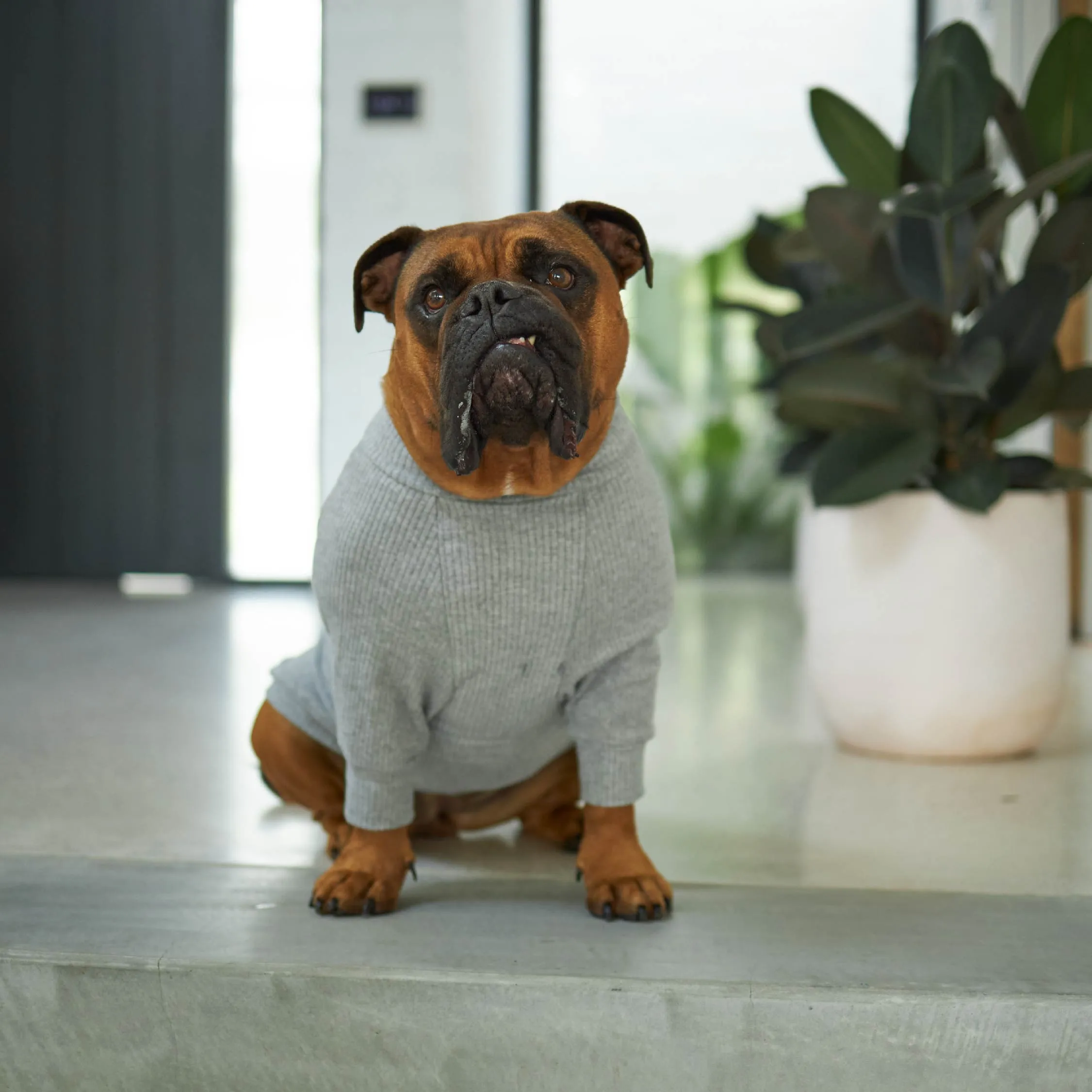 Pooch Dog Pyjamas - Grey